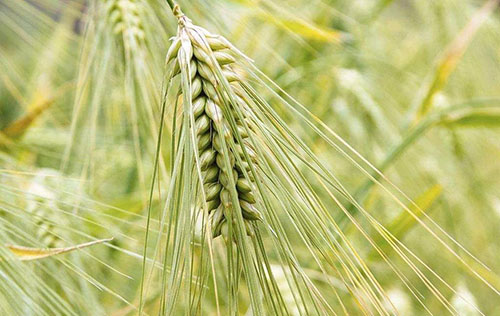 ནས་ཀྱི་ལོ་མ།