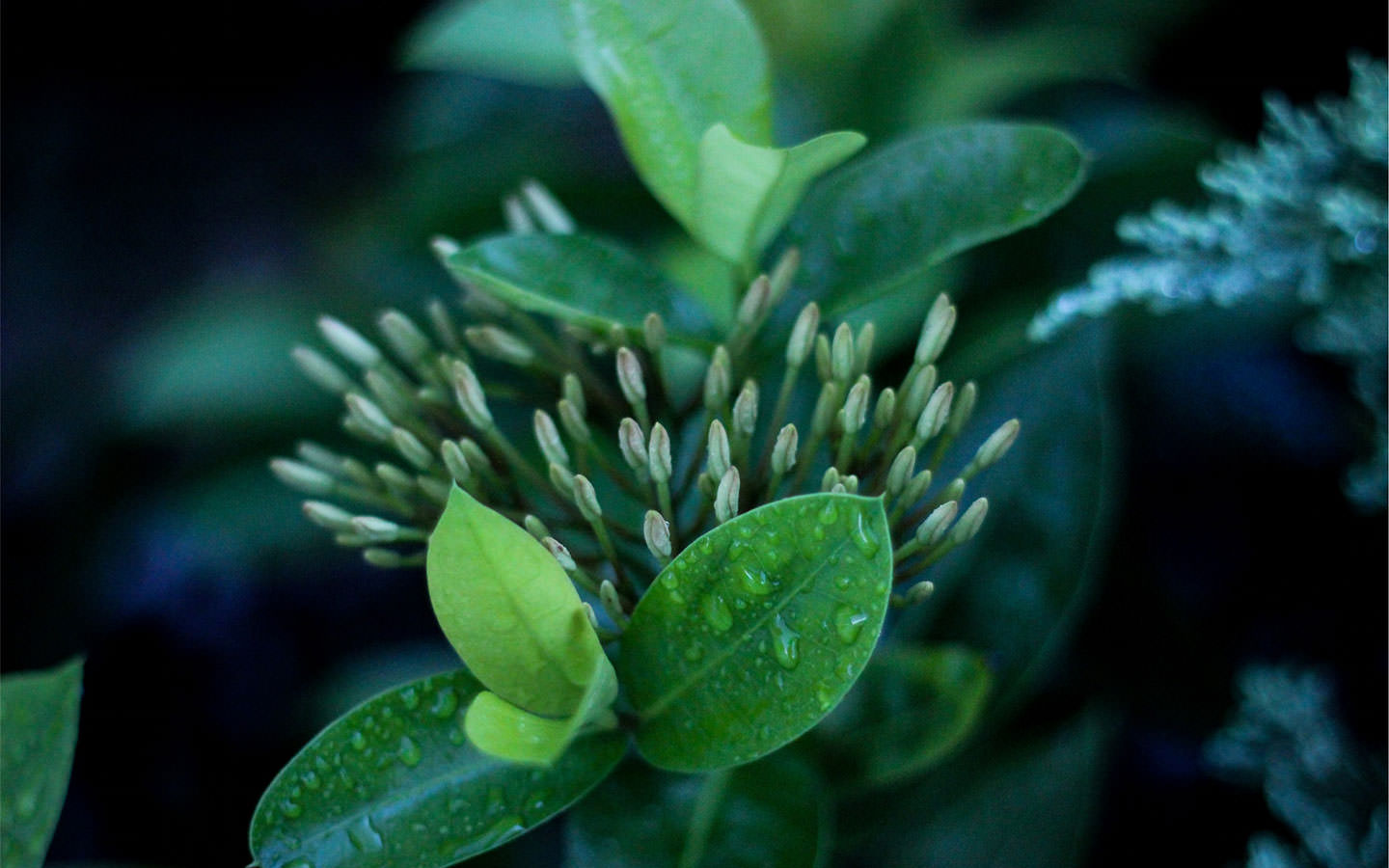 སྐྱེ་དངོས་རང་བཞིན་གྱི་མཛེས་སྡུག་ལྡན་པའི་པར་རིས་ཁག་ཅིག་ལ་གཟིགས།