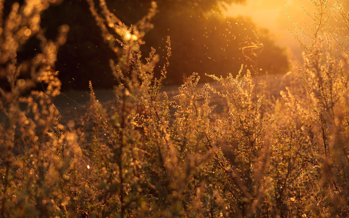 སྐྱེ་དངོས་རང་བཞིན་གྱི་མཛེས་སྡུག་ལྡན་པའི་པར་རིས་ཁག་ཅིག་ལ་གཟིགས།