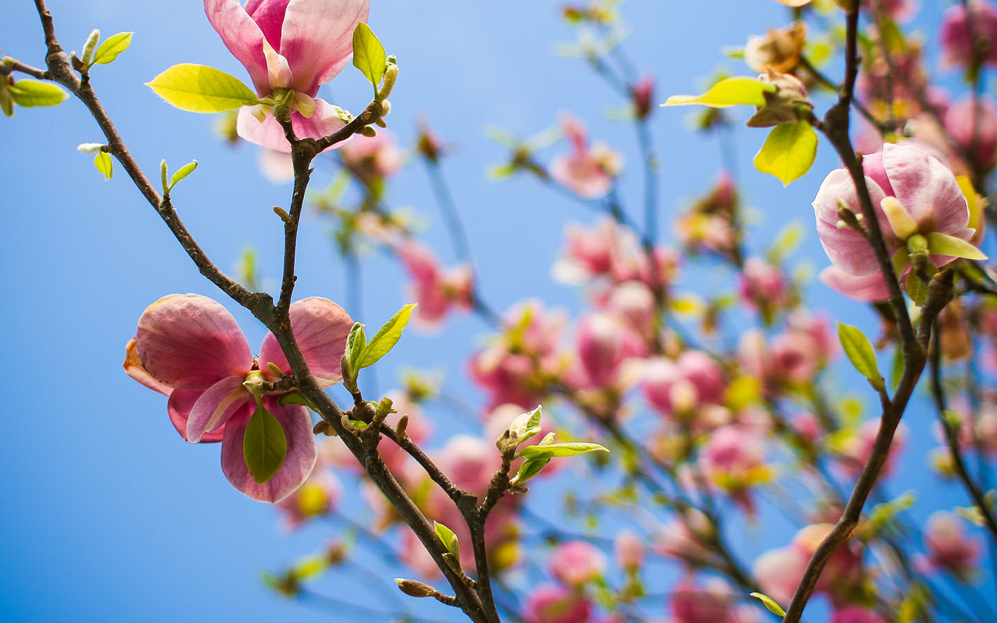 རྩྭ་རྩི་ཤིང་ཡོད་དགུ་ཚེ་སྲོག་གི་གསོན་ཤུགས་རྒྱལ་འདུག