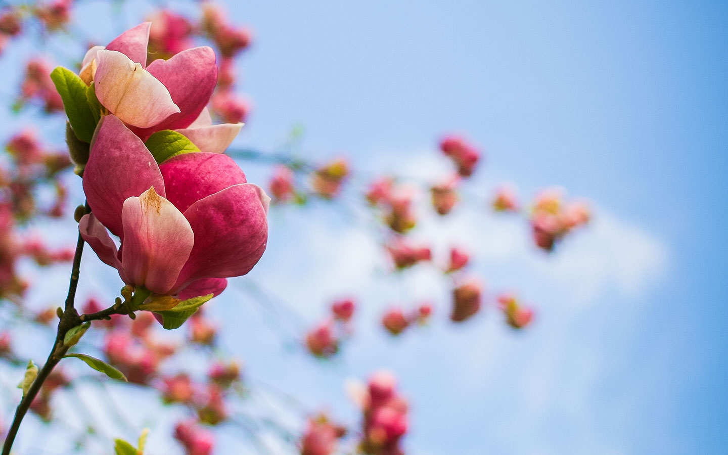 རྩྭ་རྩི་ཤིང་ཡོད་དགུ་ཚེ་སྲོག་གི་གསོན་ཤུགས་རྒྱལ་འདུག