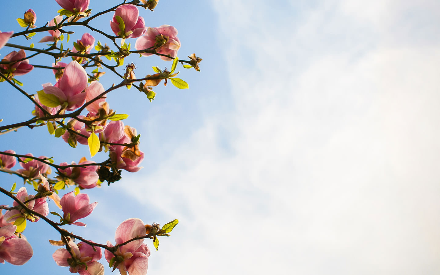 རྩྭ་རྩི་ཤིང་ཡོད་དགུ་ཚེ་སྲོག་གི་གསོན་ཤུགས་རྒྱལ་འདུག