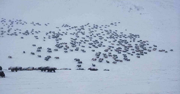 བོད་དུ་ཁ་བ་ཤུགས་ཆེན་བབས་ནས་སྒོ་ཟོག་དང་རི་དྭགས་རྣམས་ལ་དཀའ་ངལ་འཕྲད་འདུག