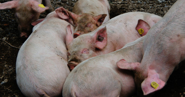 རྒྱ་ནག་ལ་ཉེན་ཚབས་ཆེ་བའི་ཕག་ནད་ཅིག་ཁྱབ་ཡོད་འདུག